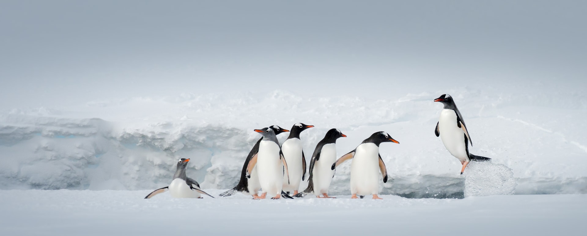 Polar