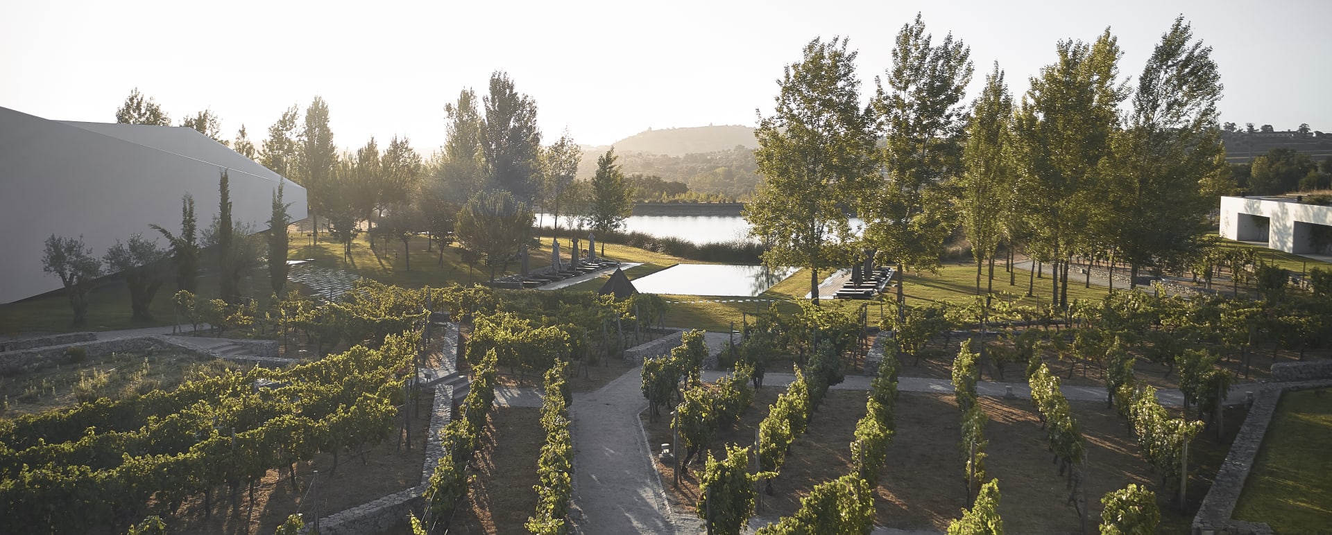 Vineyards 