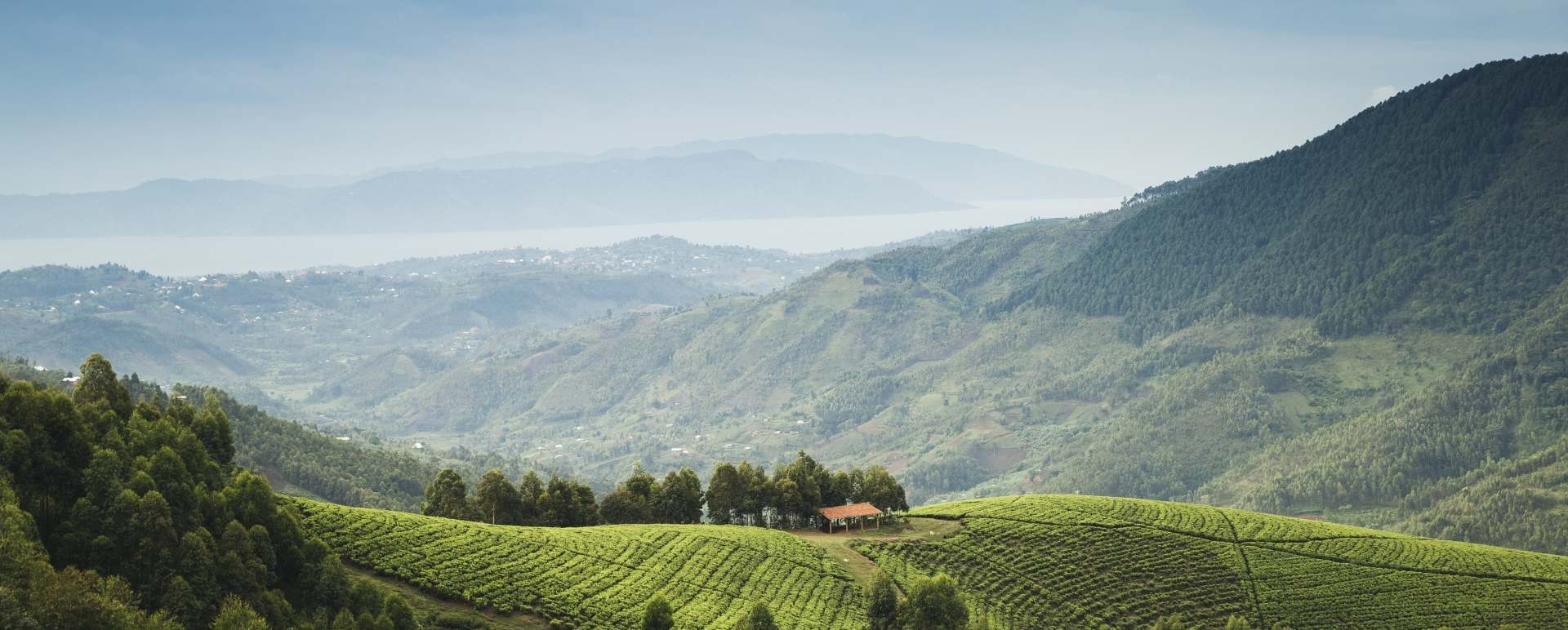 Forest scenery - Nyungwe House