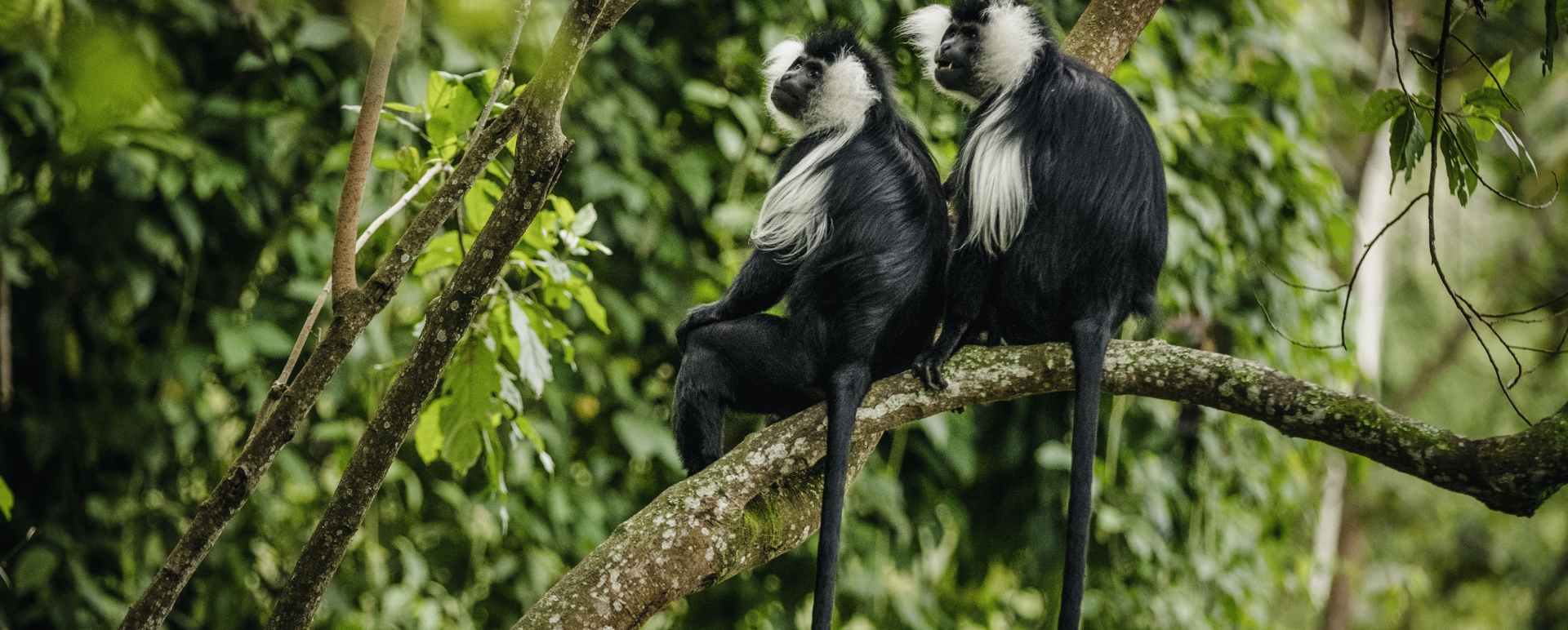 Colobus Monkey
