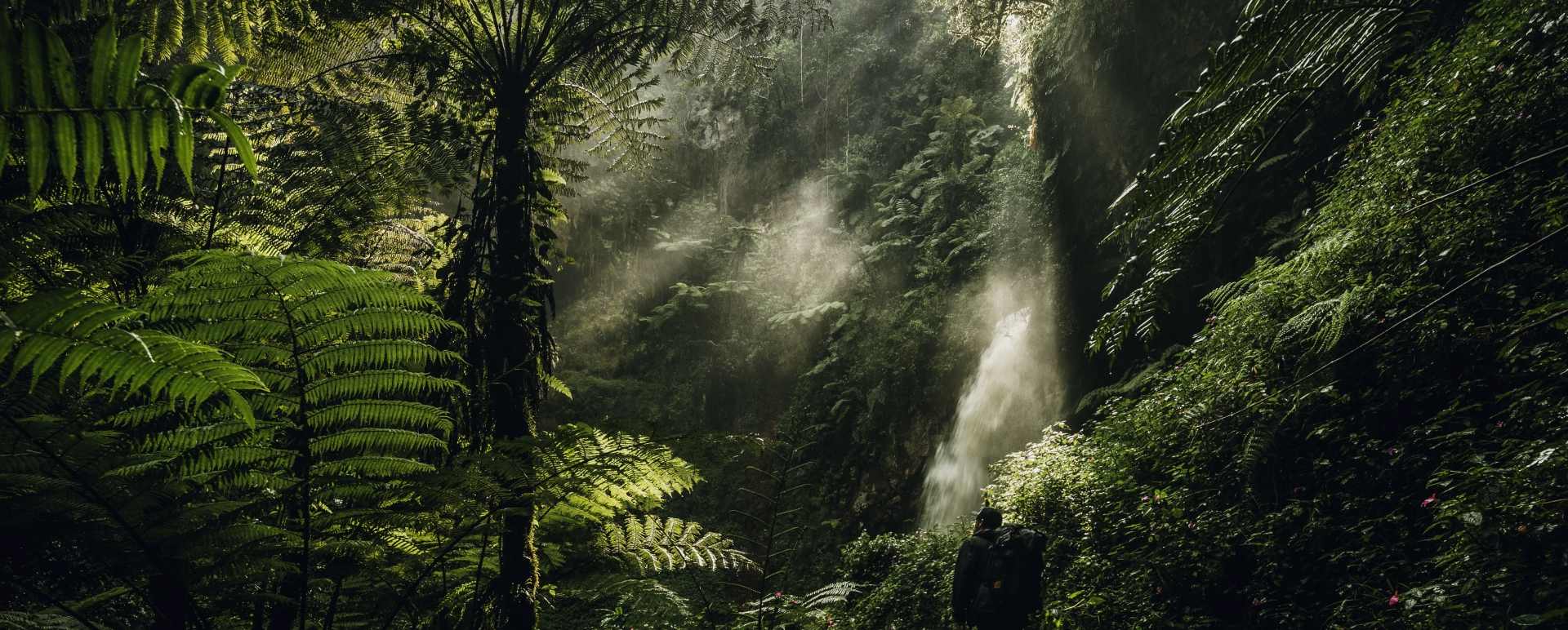 Waterfall trek- Nyungwe