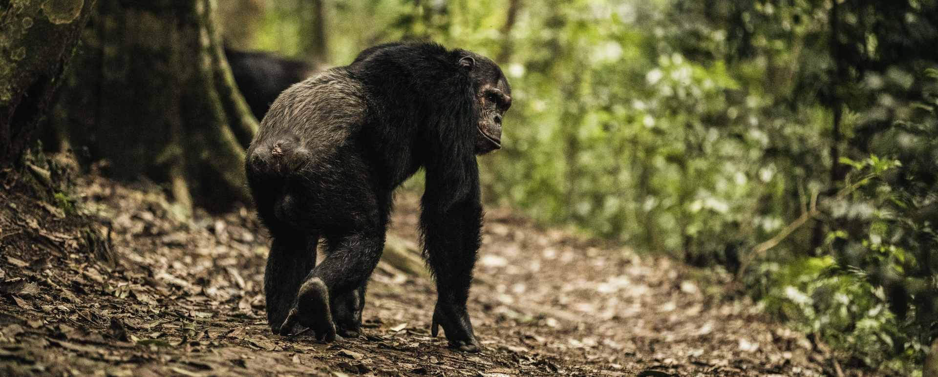Chimpanzee Trek