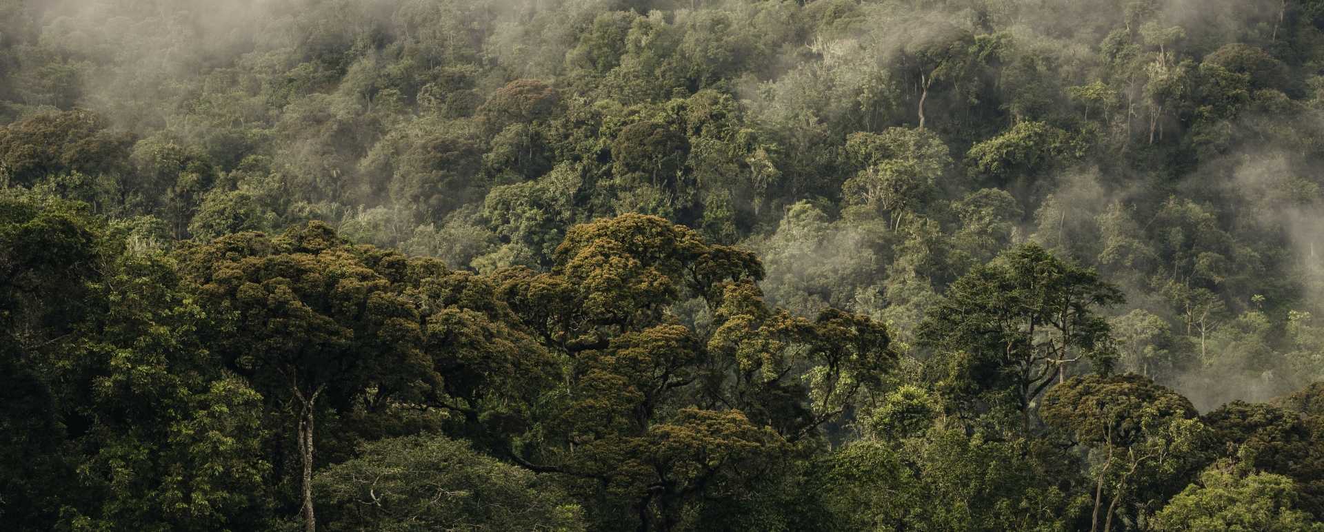 Nyungwe Forest