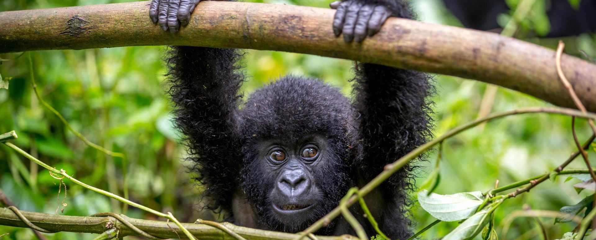 Young gorilla - Primates, Predators and Paradise
