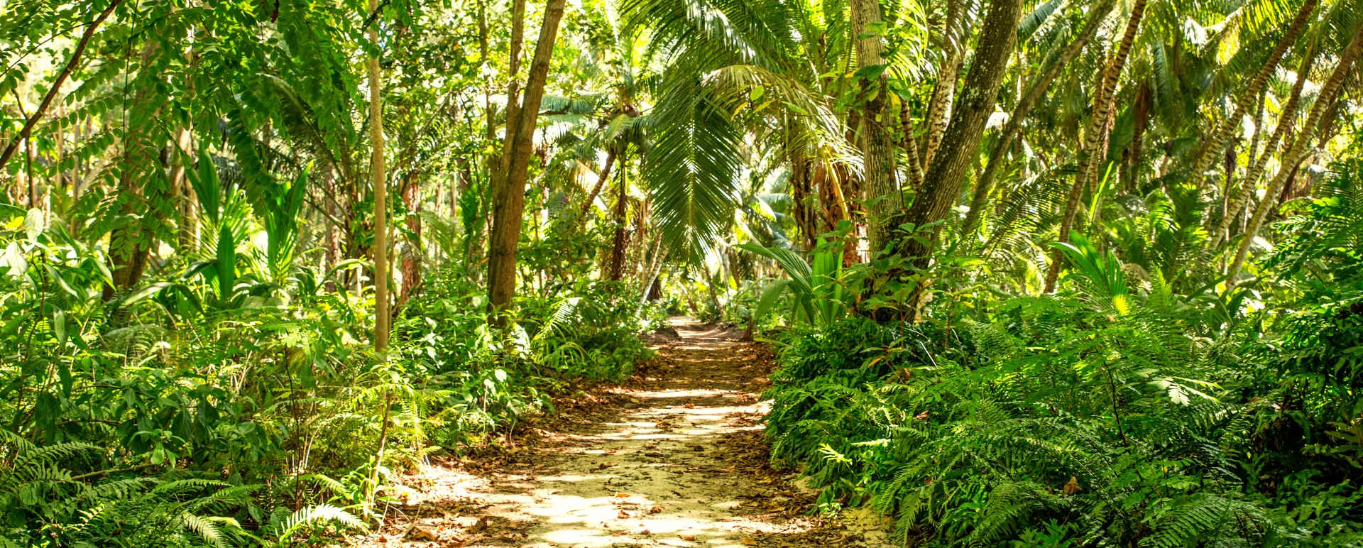 Forest - Denis Private Island
