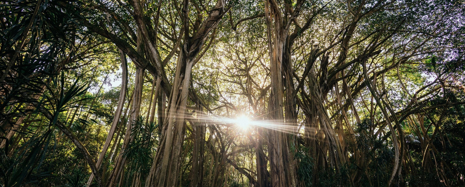 Fregate Island - Trees 