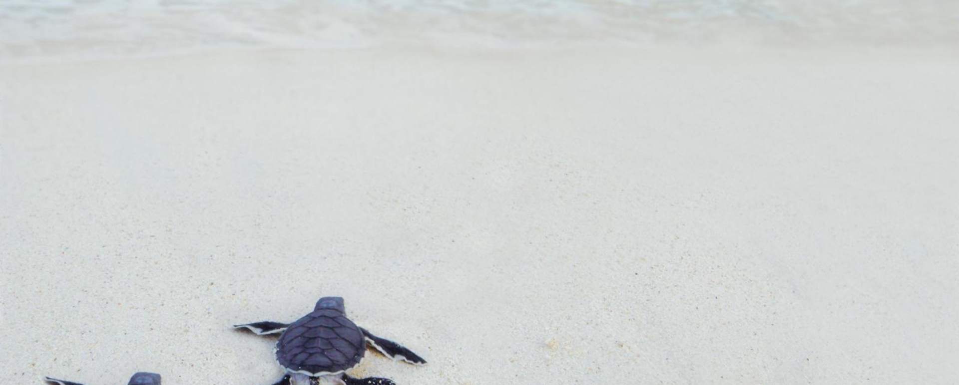 Turtles - Desroches Island Lodge