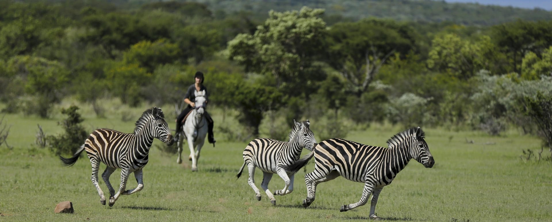 Zebras 