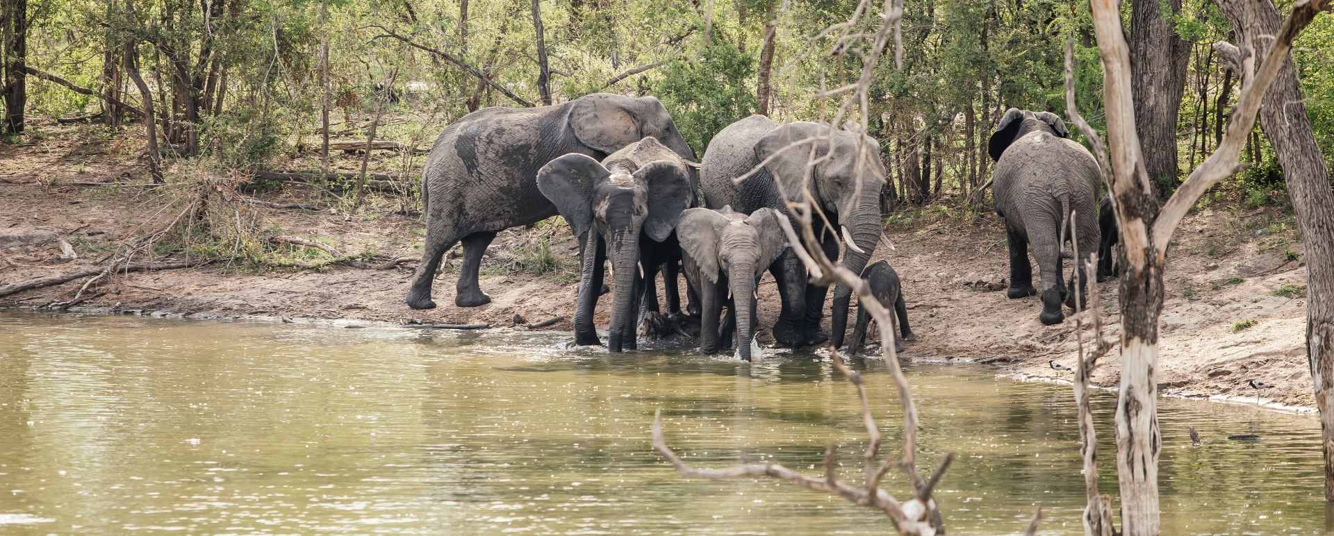 Elephants 