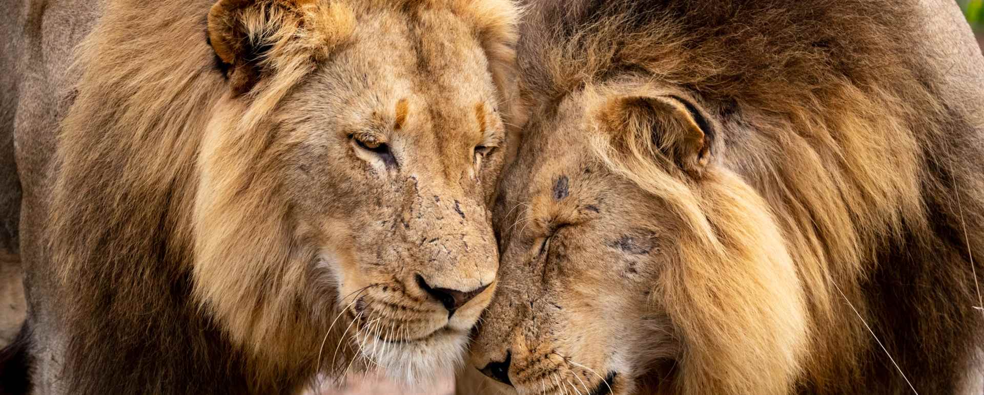 Lion 