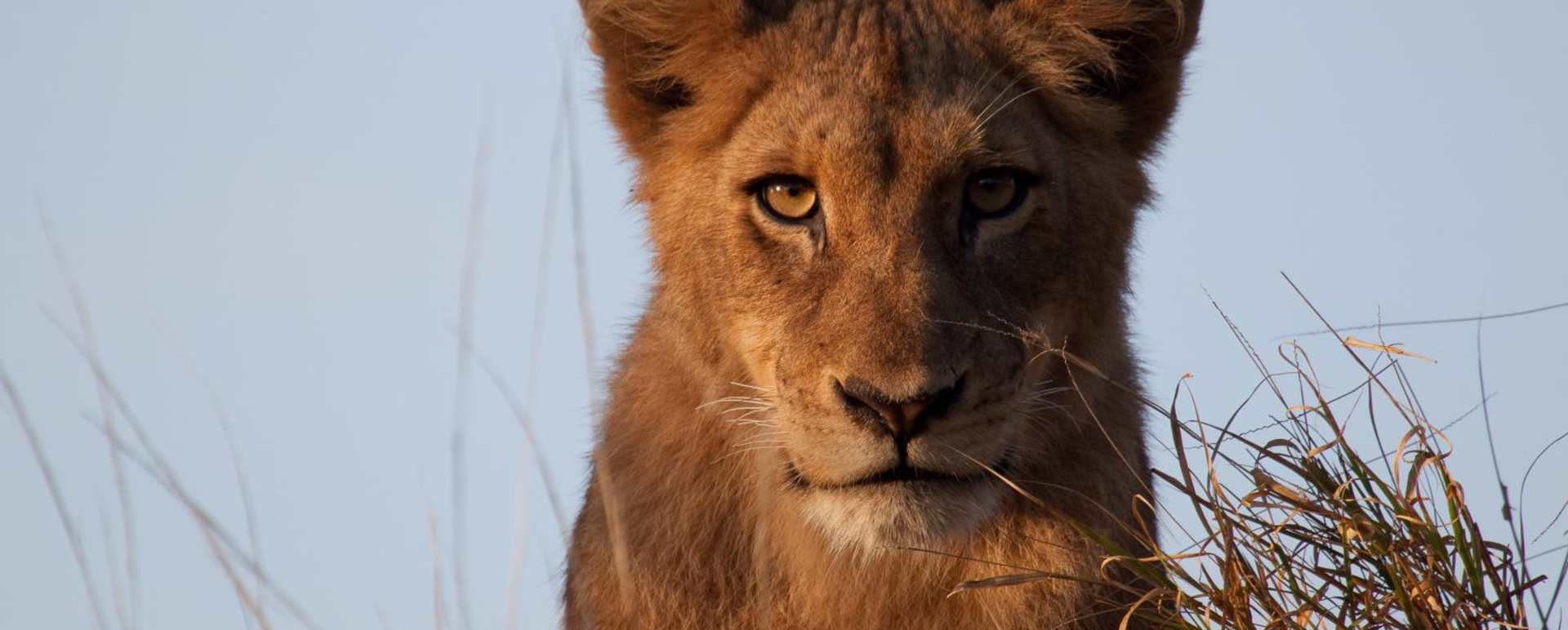Lioness - Chitwa Chitwa