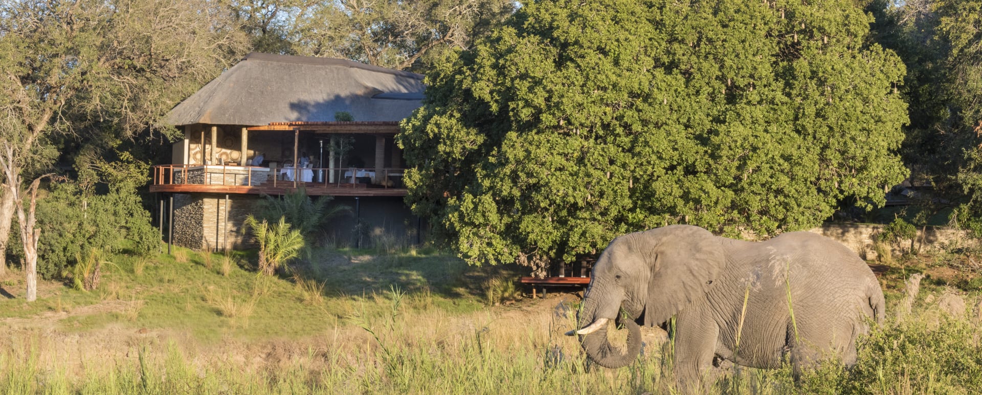 Dulini elephant  