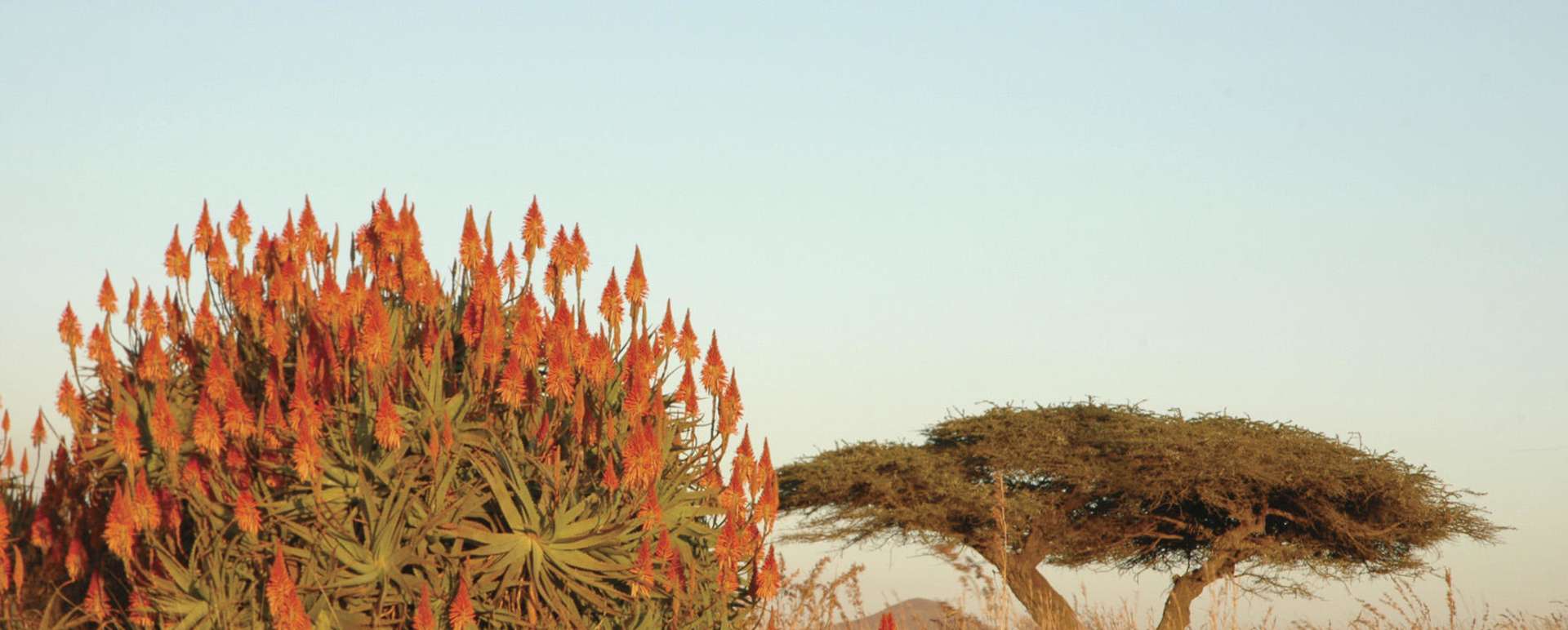 Aloe 