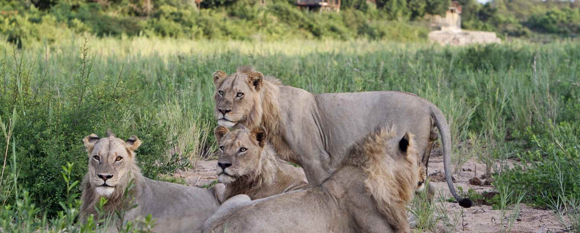 Lions at Jock Safari Lodge