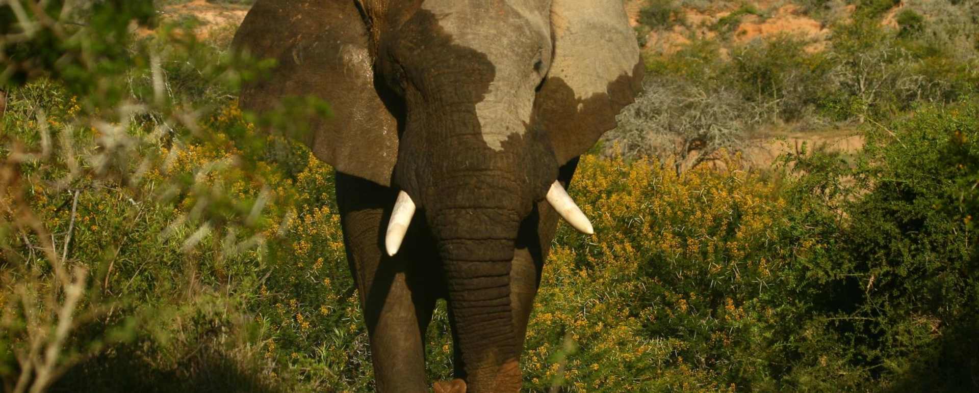 Elephant - Kwandwe Ecca Lodge