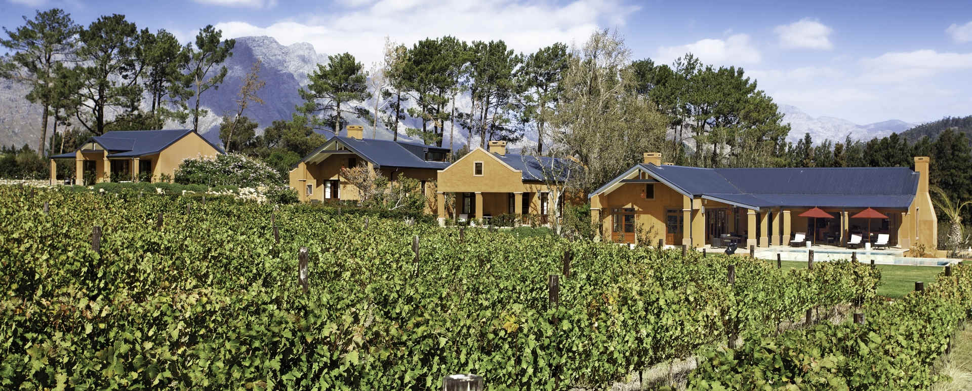 Vineyards on the estate 