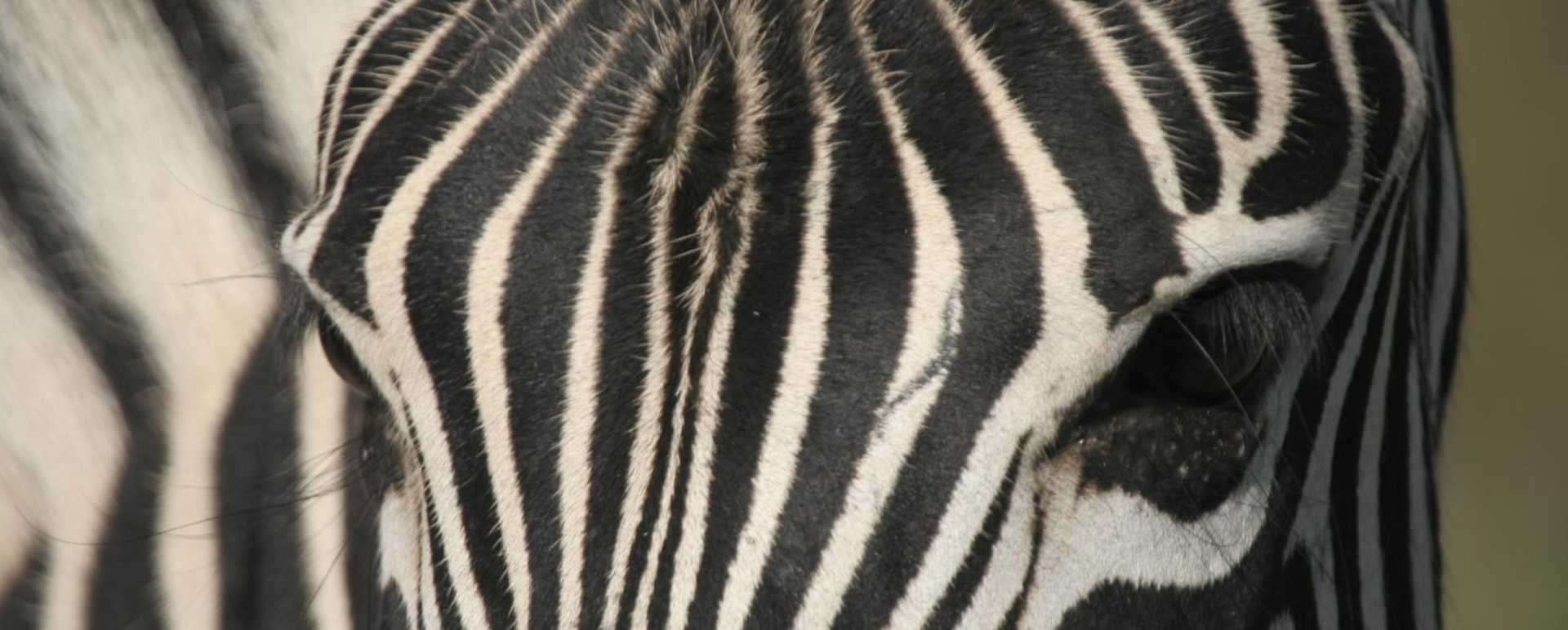 Zebra - Molori Safari Lodge