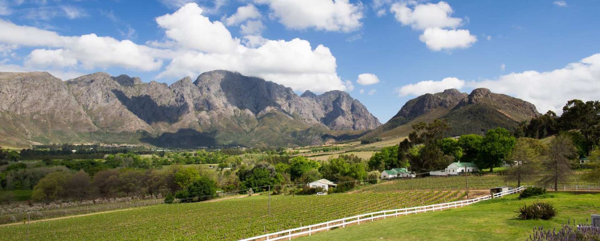 Vineyard Wing View - Mont Rochelle