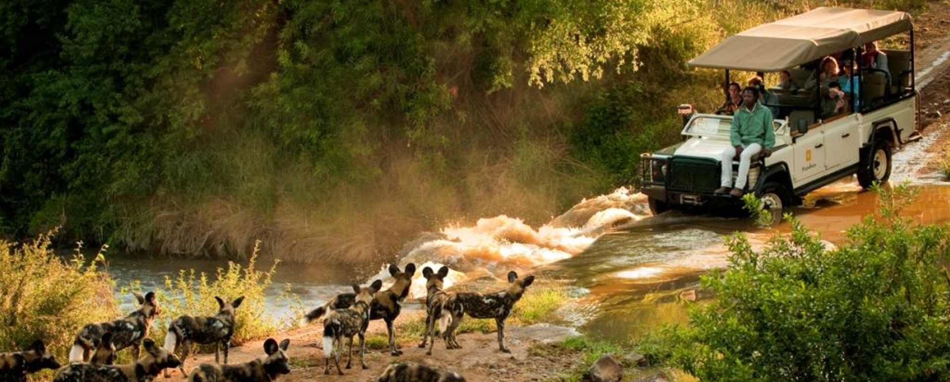 wild dogs 