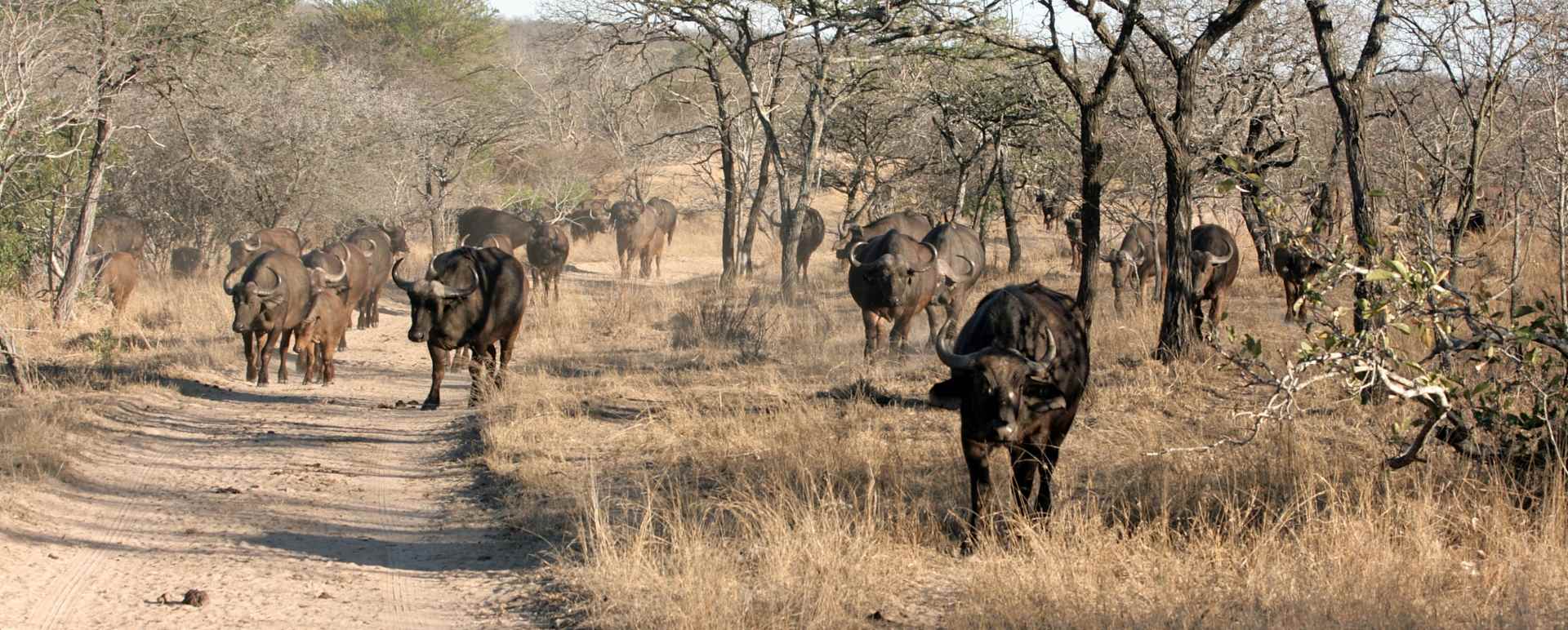 Buffalo in Thornybush 