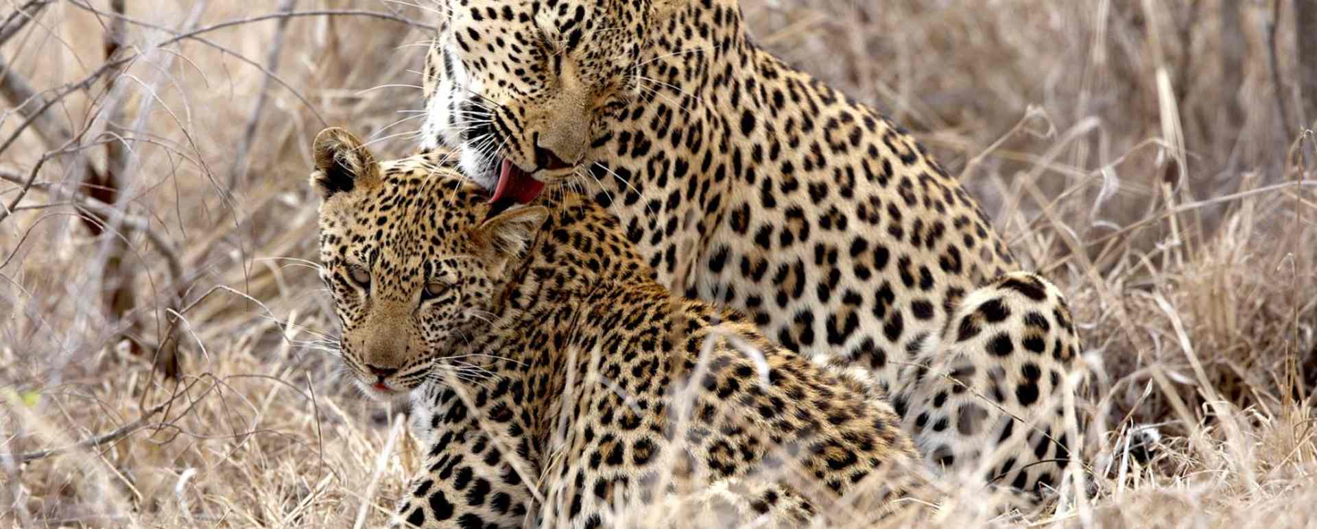 Leopards - Singita Ebony Lodge