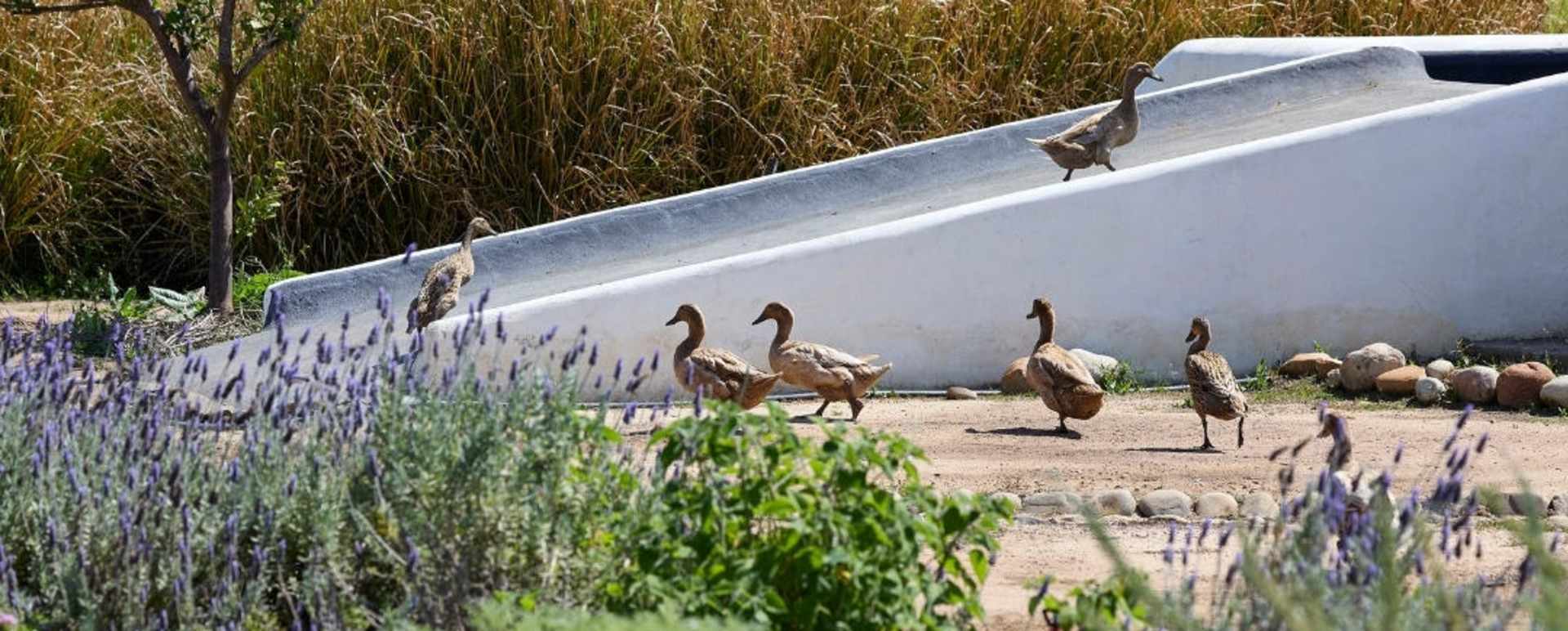 Ducks in food garden  