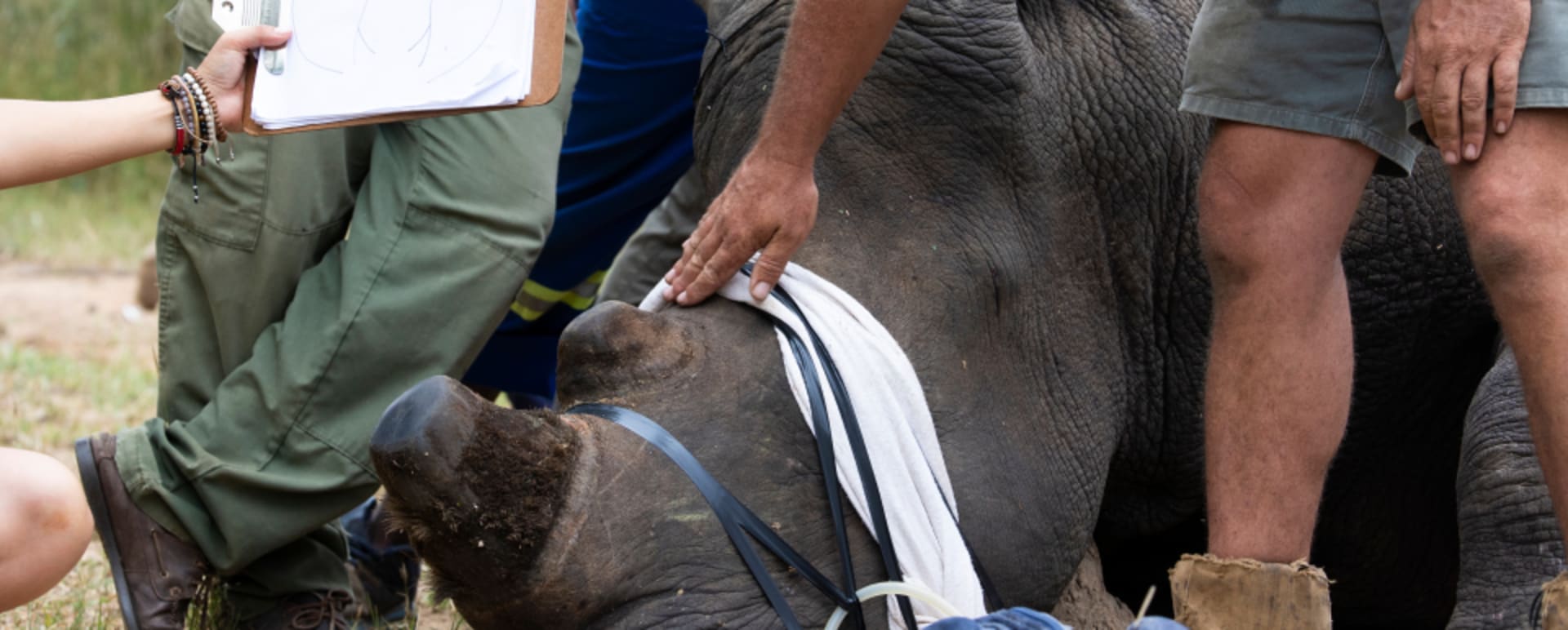 Rhino conservation experience