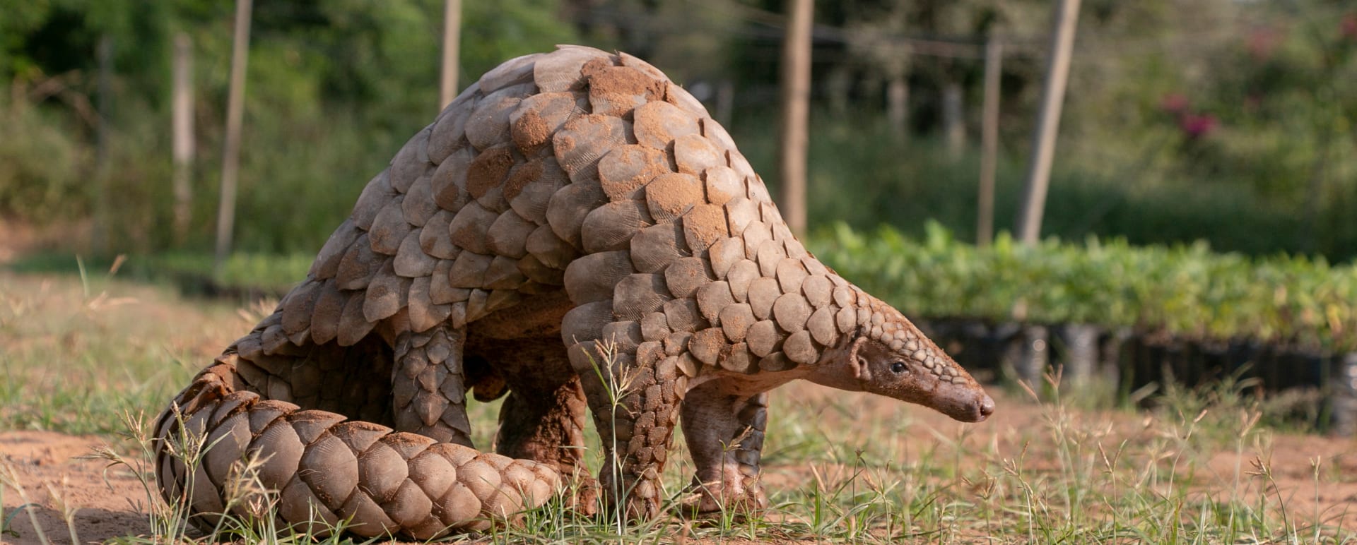 Pangolin Rehabilitation Experience