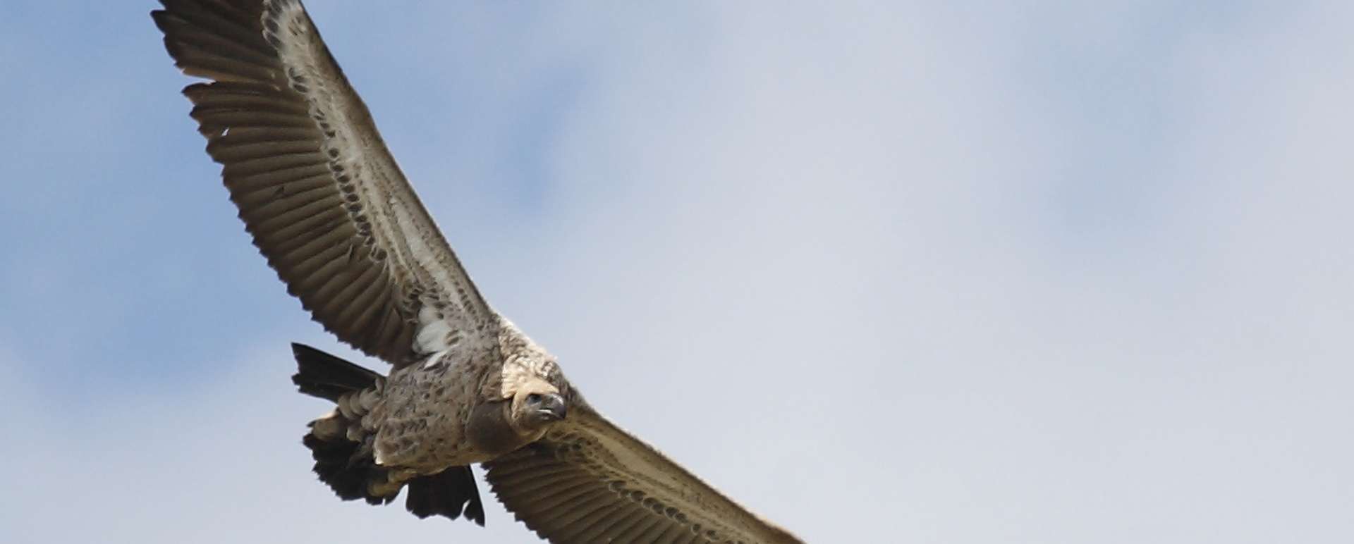 South African Birding