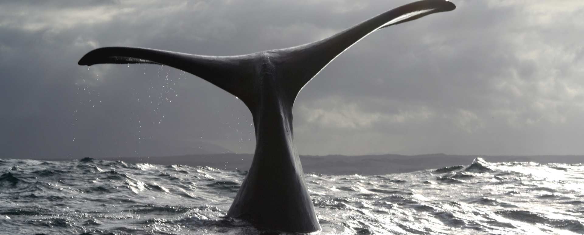 Whale watching on the Western Cape