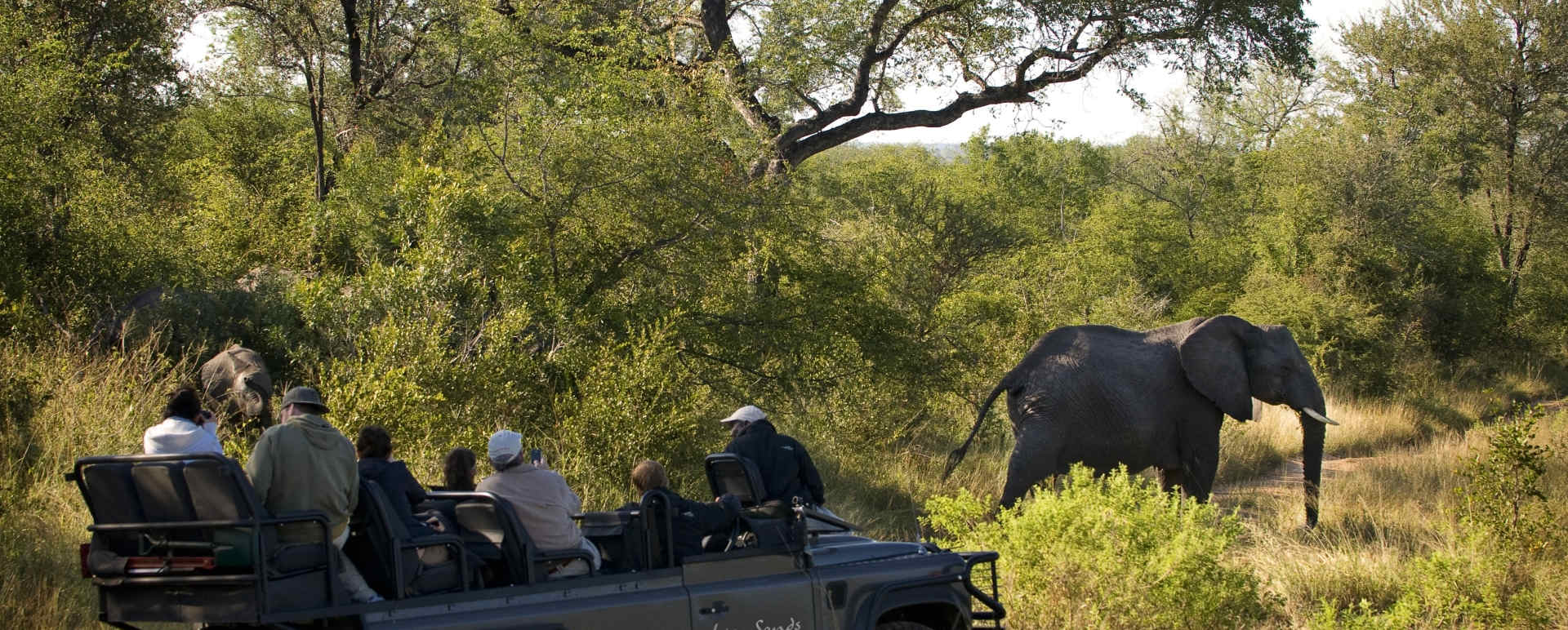 Elephant on safari 