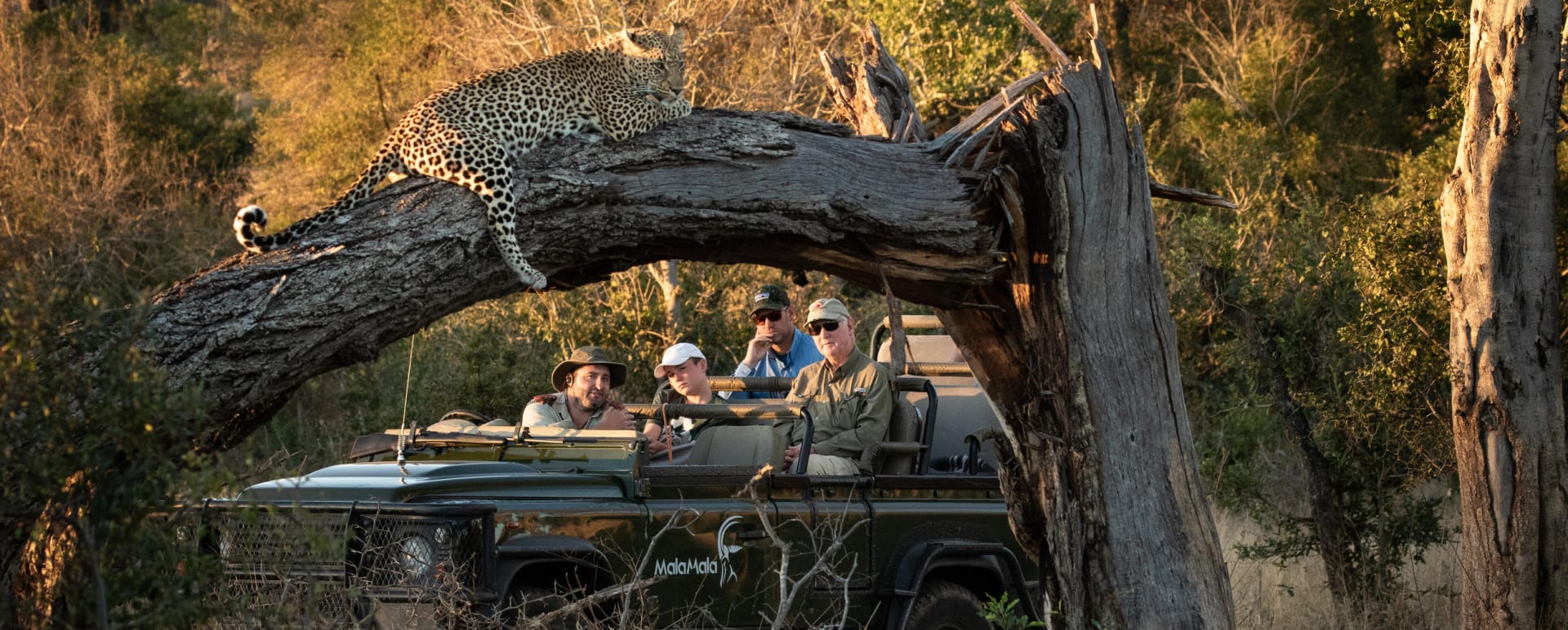 Leopard in the tree 