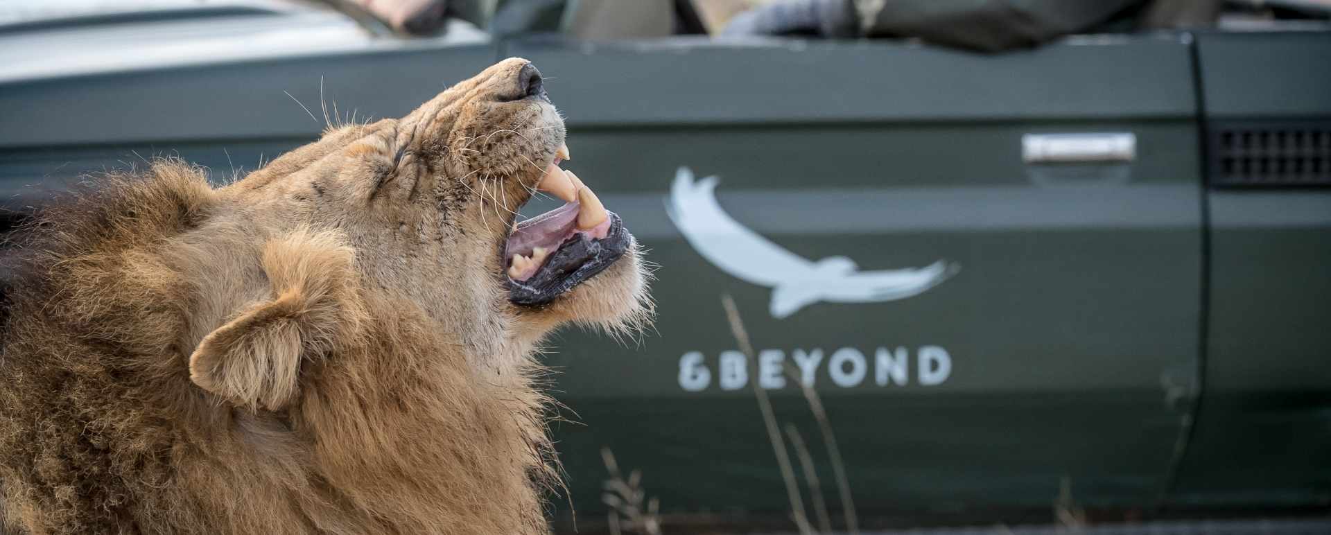Beyond Safari 
