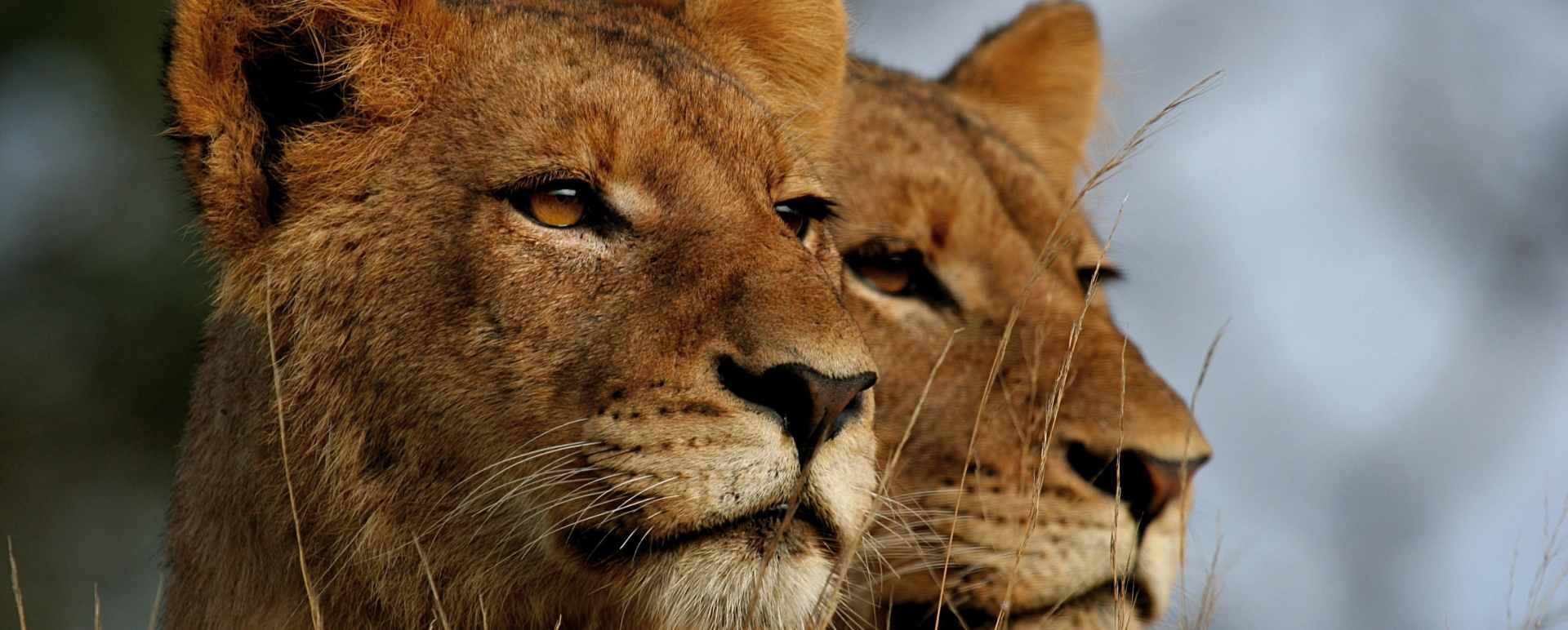 Lions in Kruger 