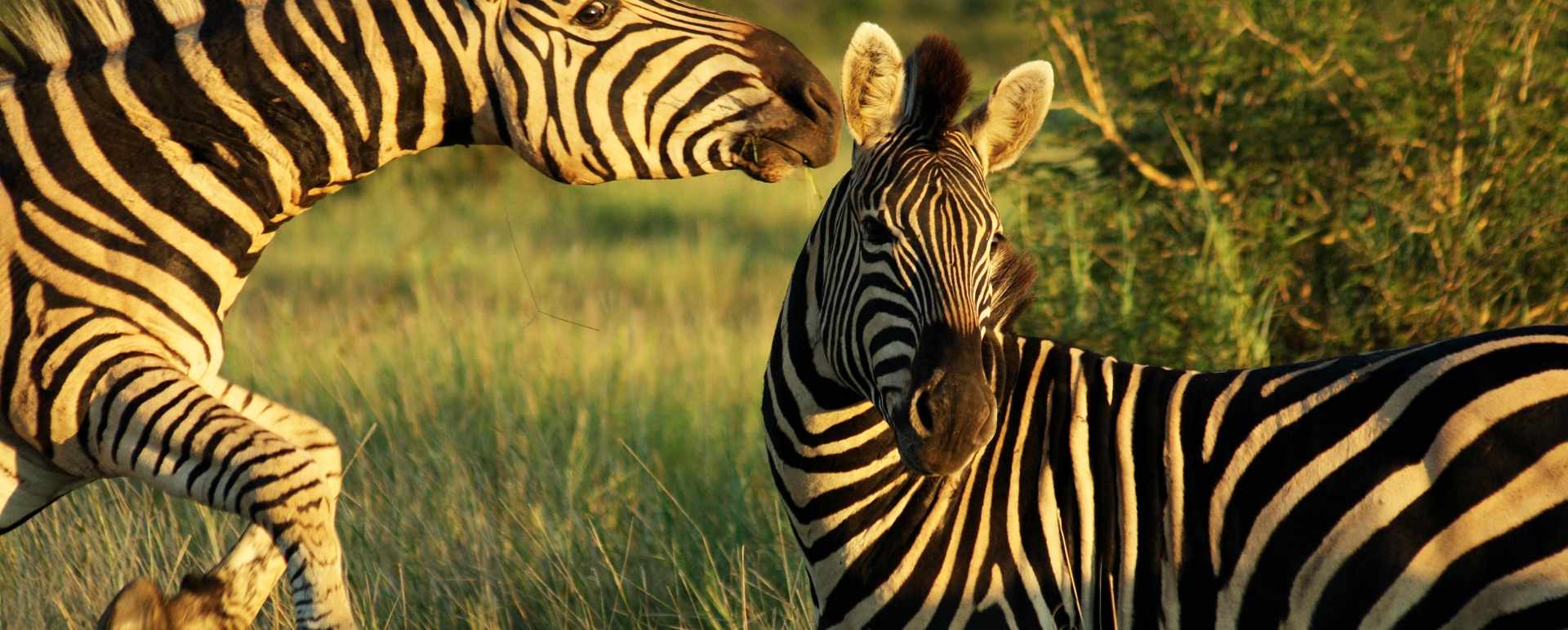 Zebra on safari 