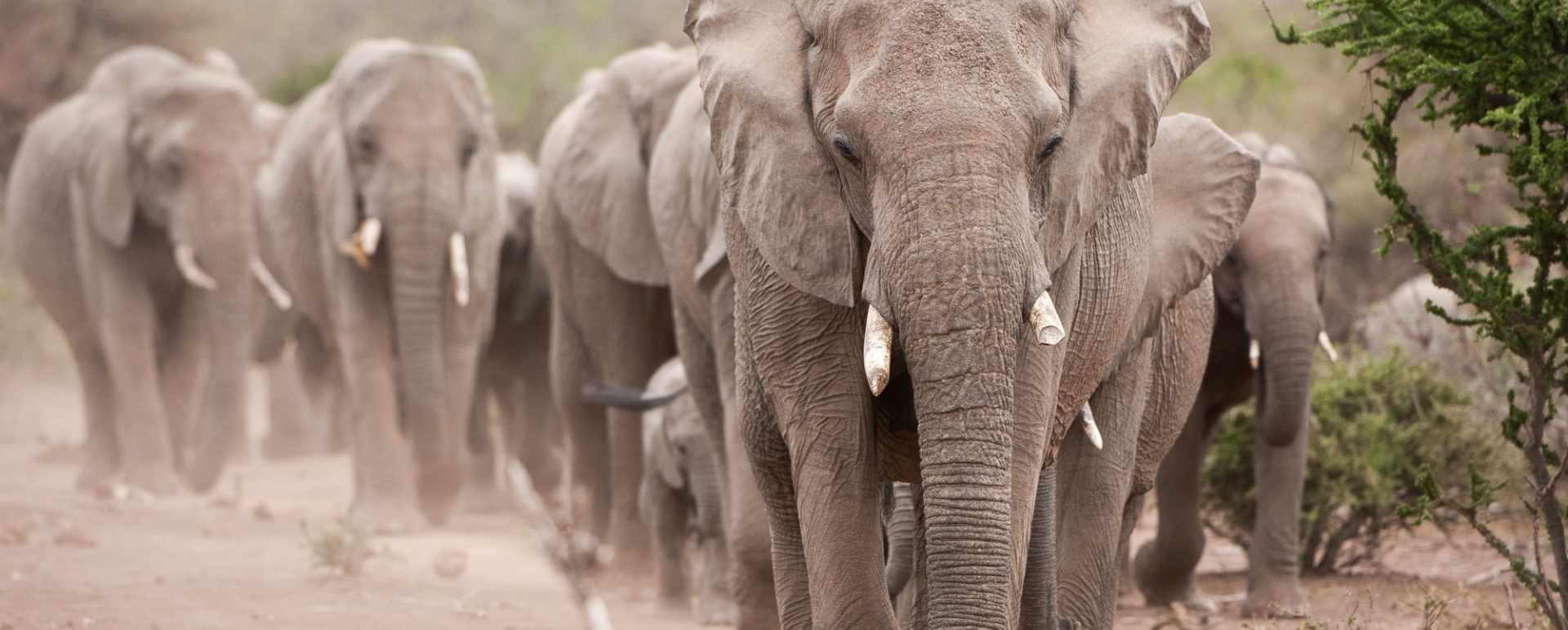 Elephants of Mashatu 