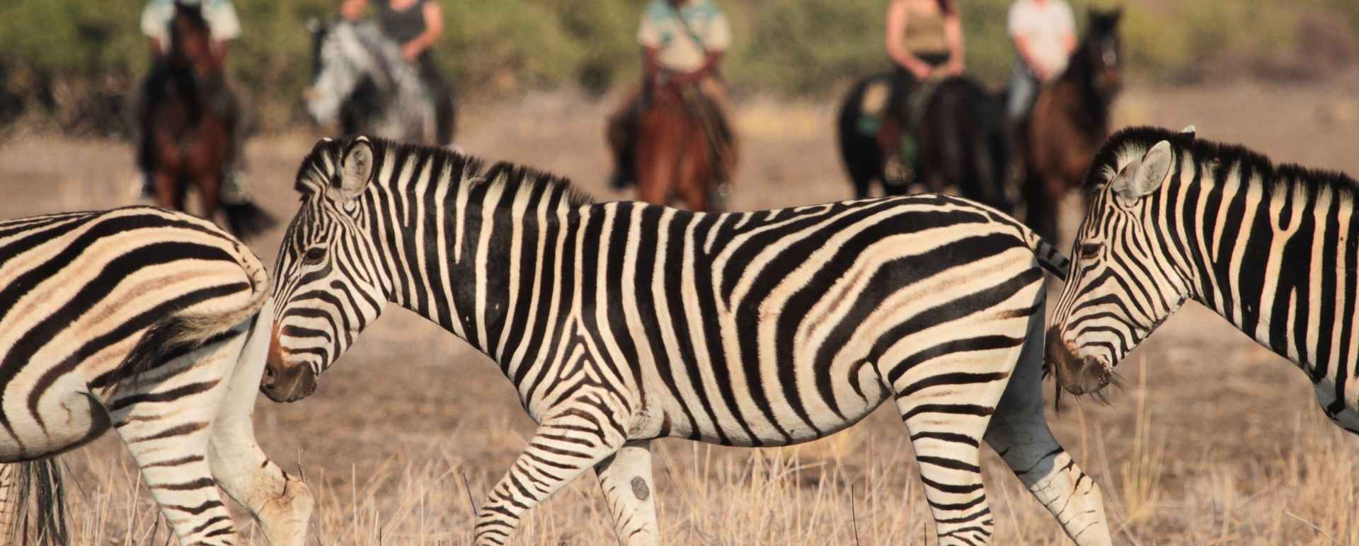 Riding safari at Mashatu 