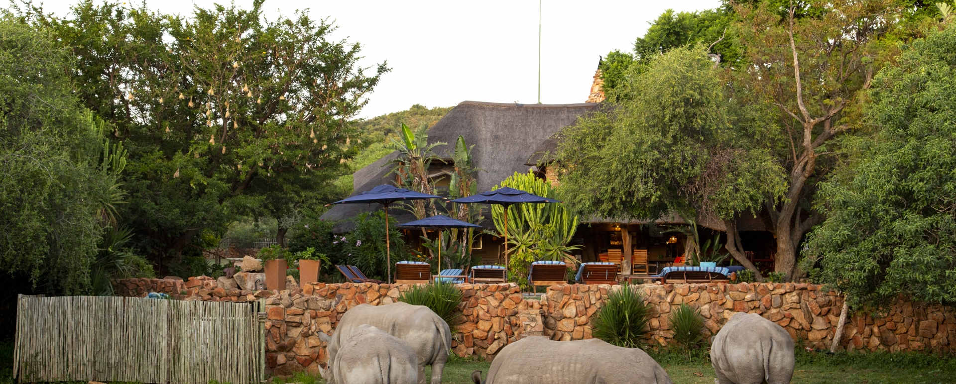 Rhinos at Ants Nest 
