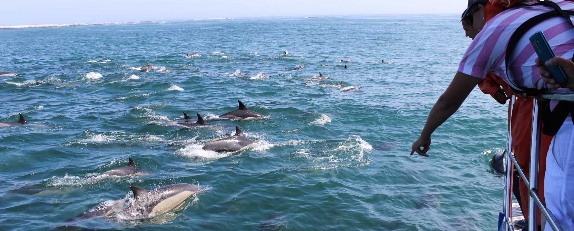 Marine Safari Grootbos 