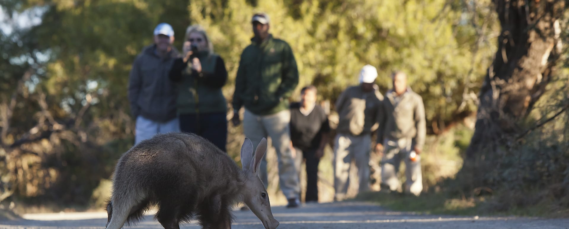 Samara Aardvark   