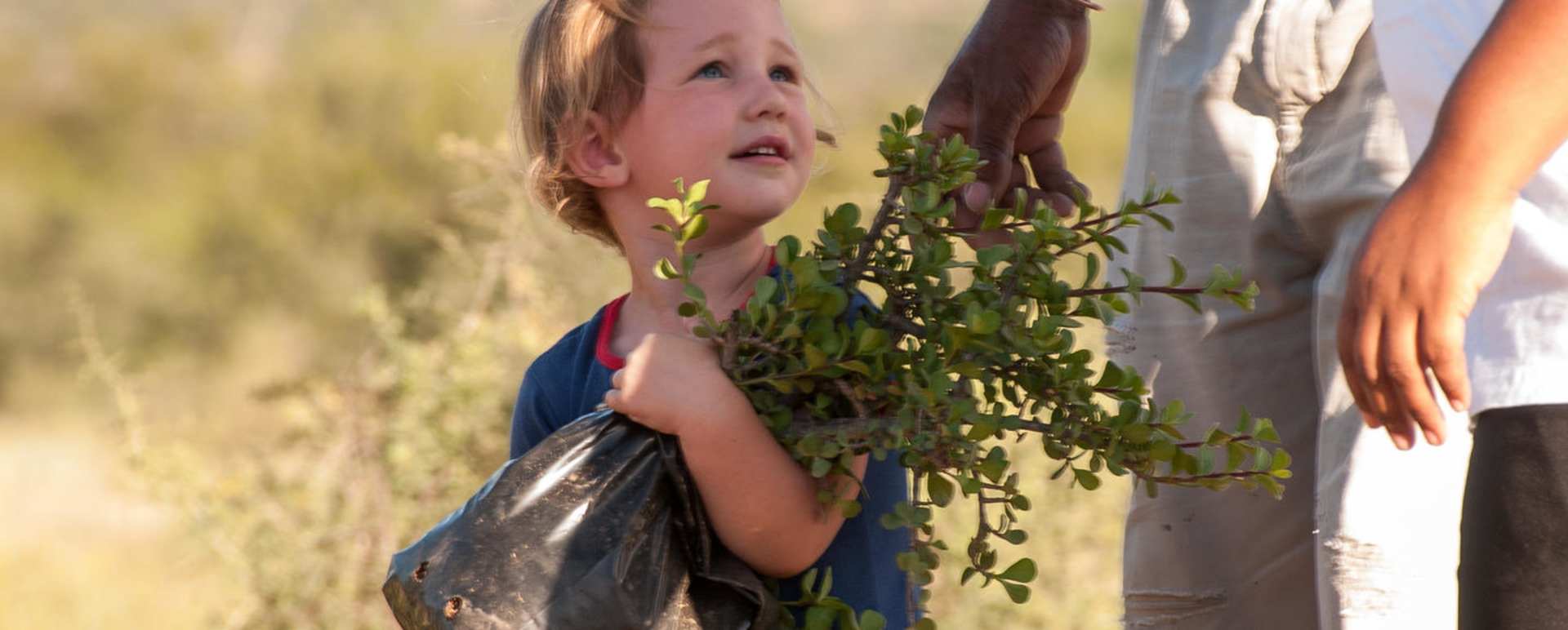 Spekboom planting   