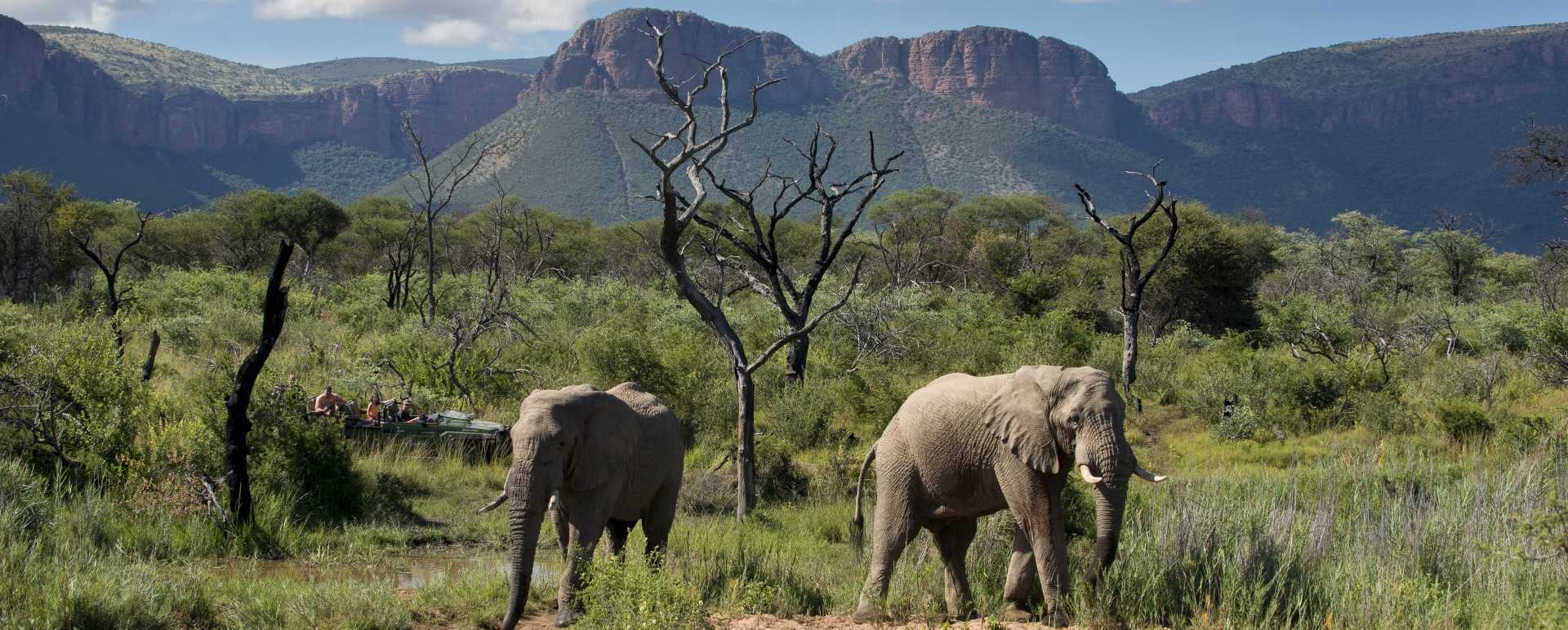 Elephants on safari 