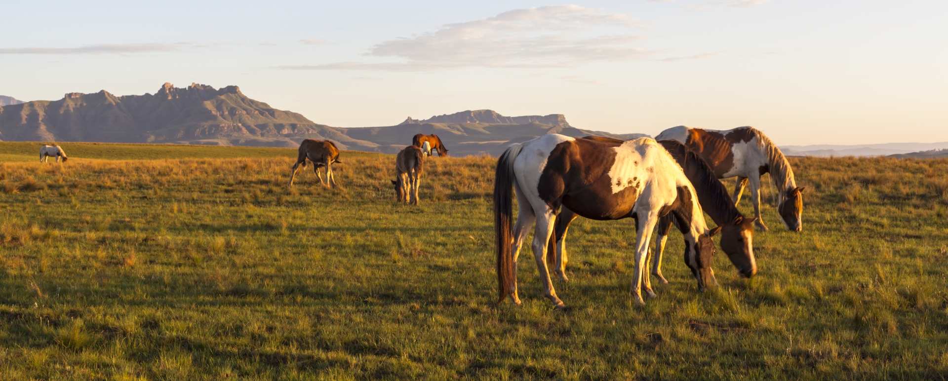 Horses in Drakensberg - South Africa Uncovered 