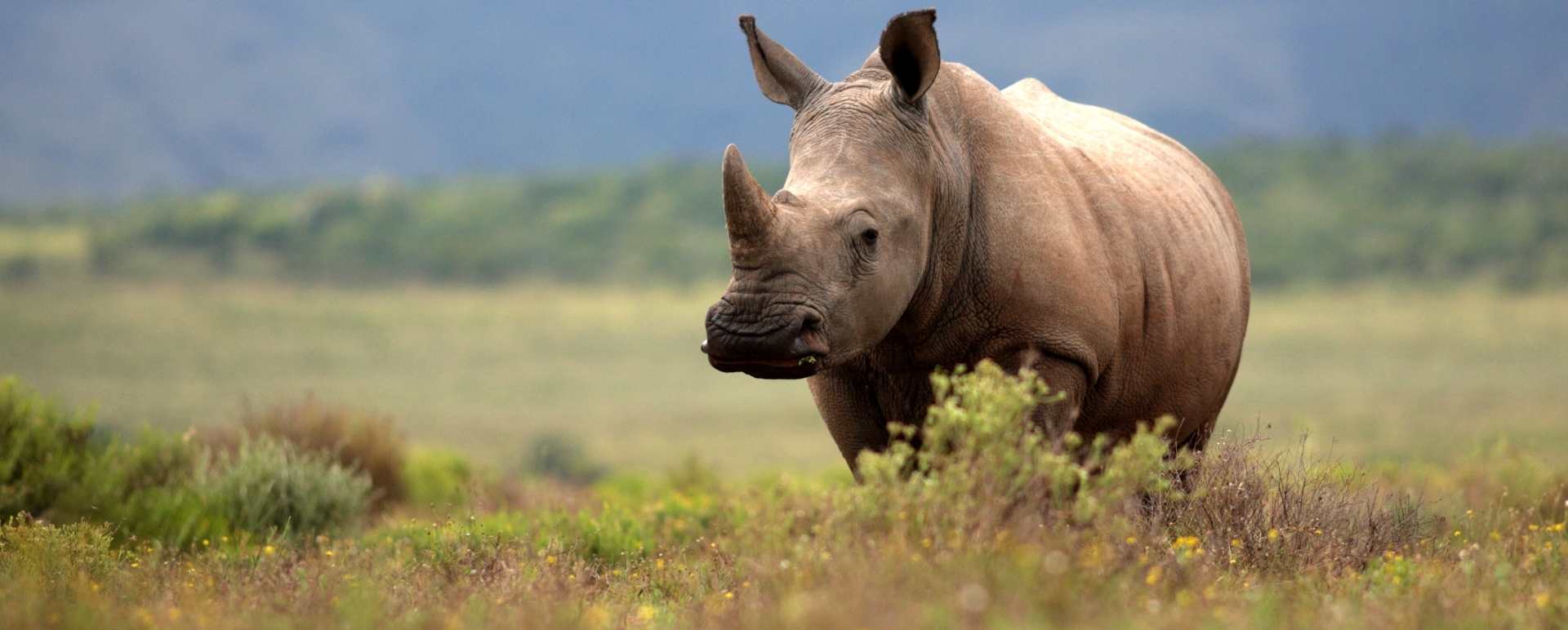 Rhino sighting - South Africa Uncovered 