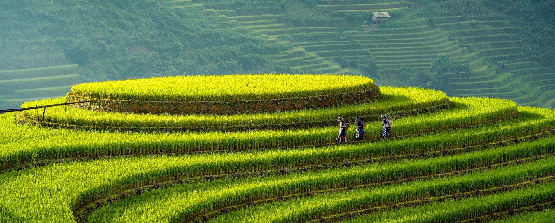 Mu Cang Chai