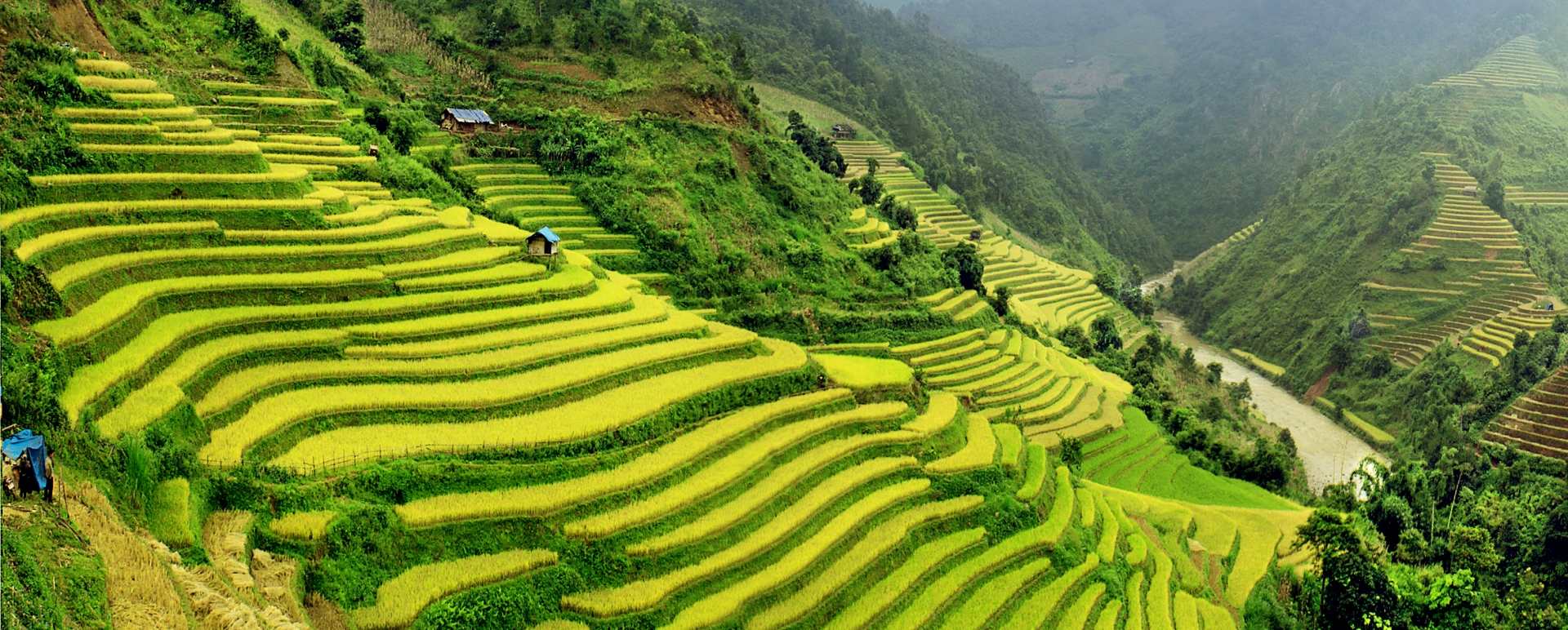 Sapa
