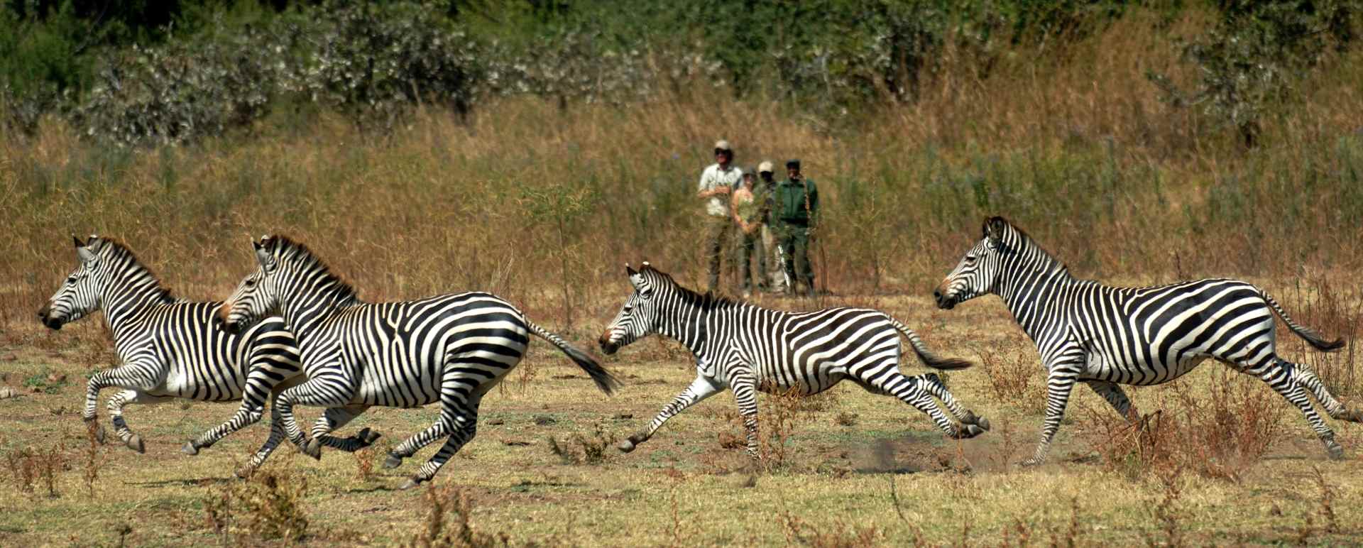 North Luangwa National Park