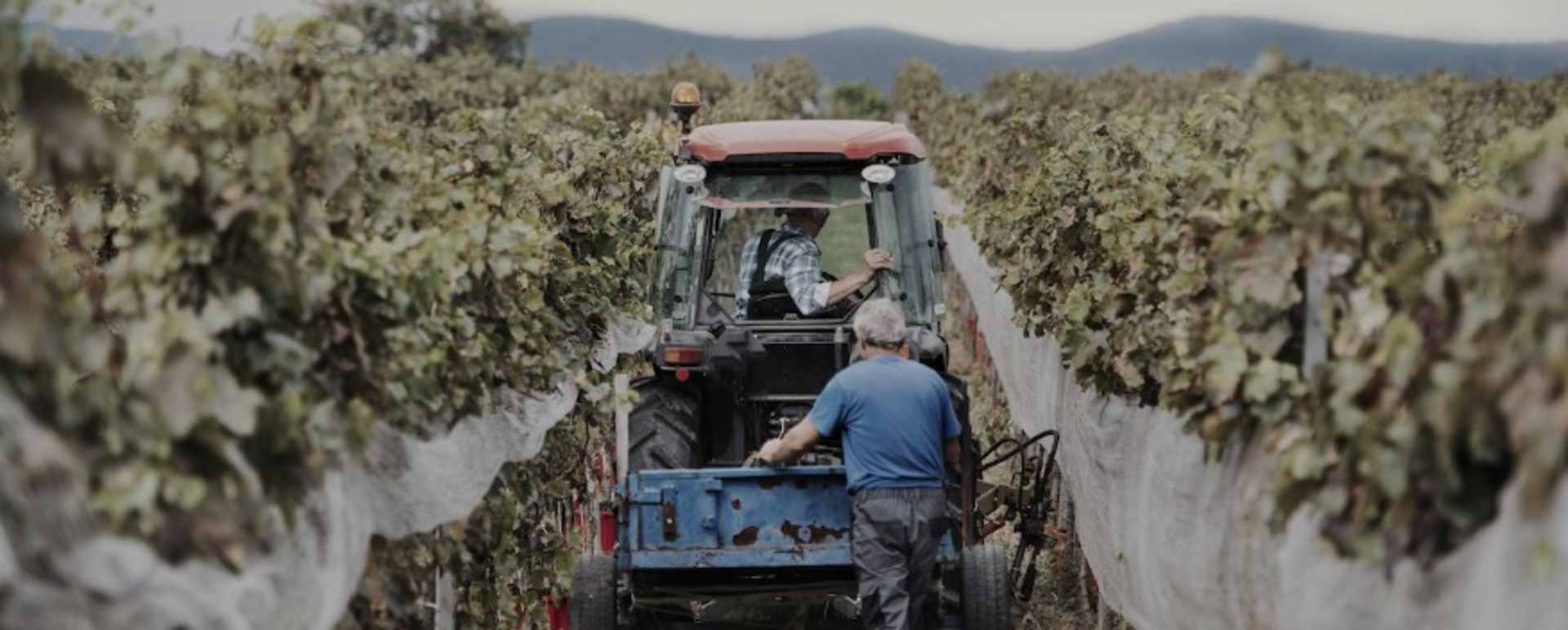 The Wine of Santiago Discovering Txakoli