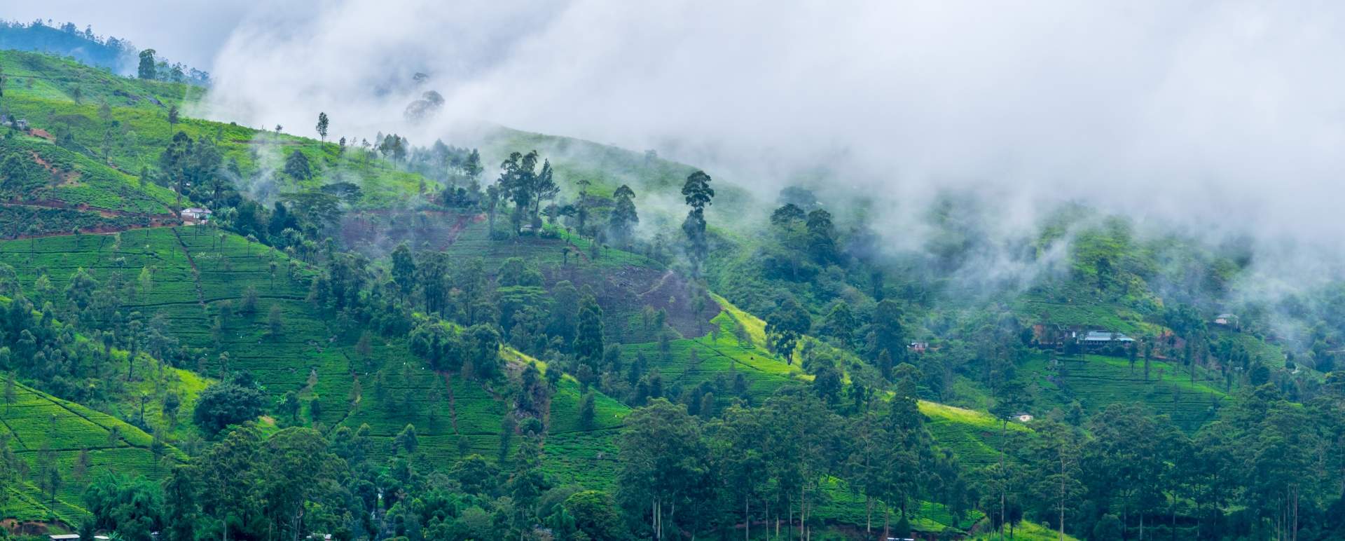 View over the Lake - Camellia Hills