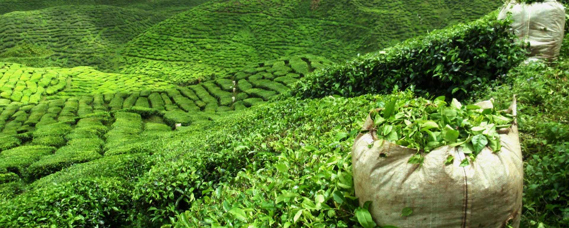 Tea Estate - Goatfell